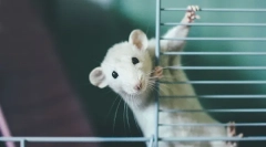 Ce material de umplere este cel mai bine folosit pentru șobolan, cum să alegeți